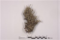 藏品(亞多型石蕊)的圖片